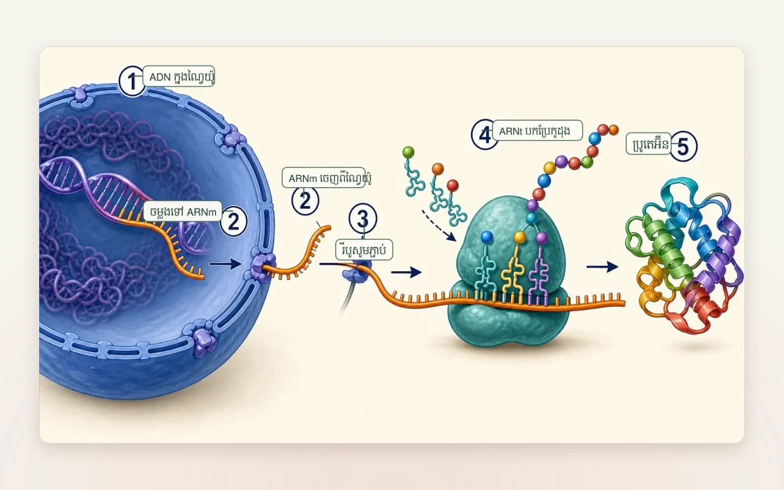 A Grade 12 diagram of gene expression from DNA to protein, labelled in Khmer